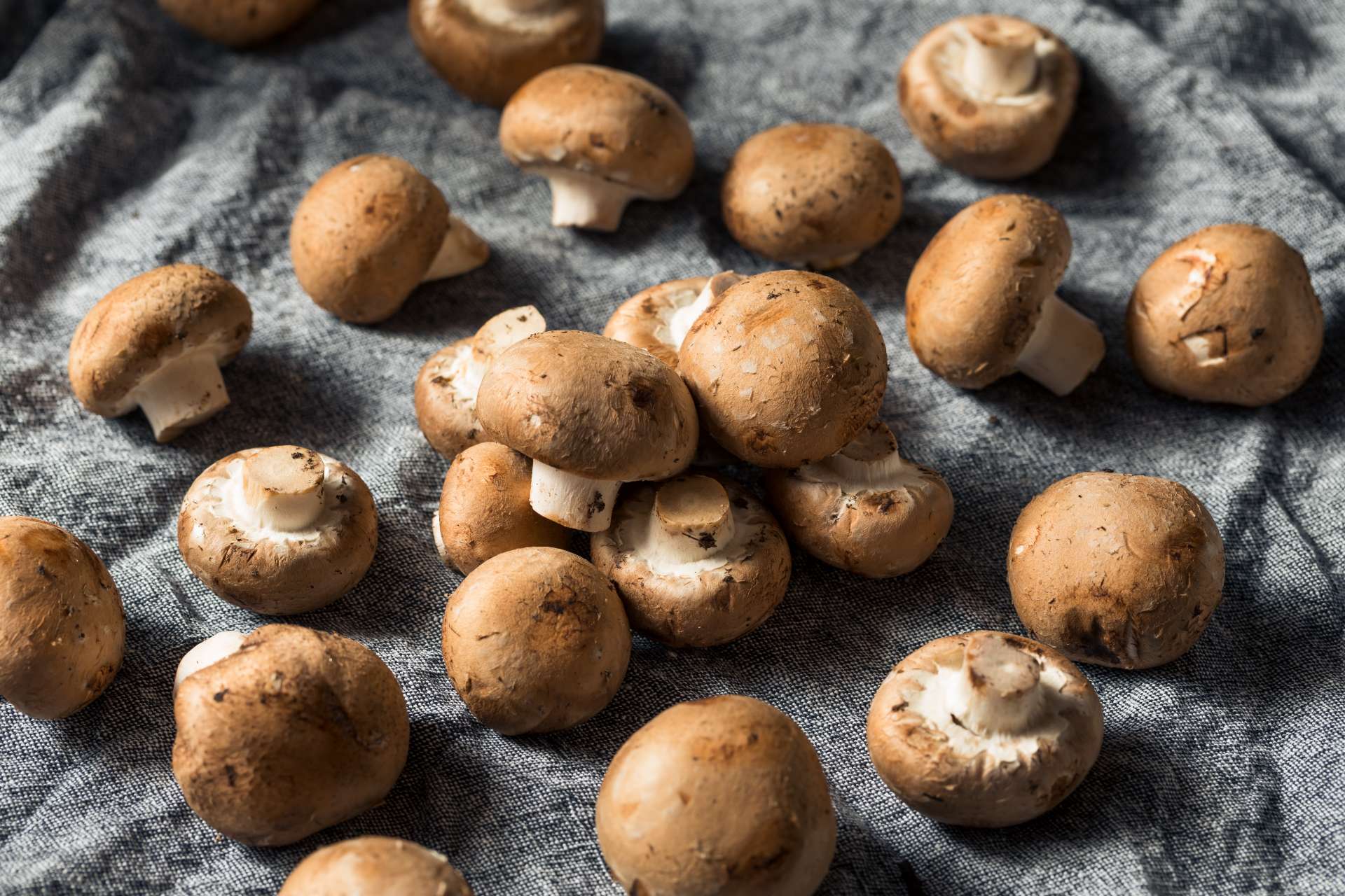 baby-bella-mushrooms-facts