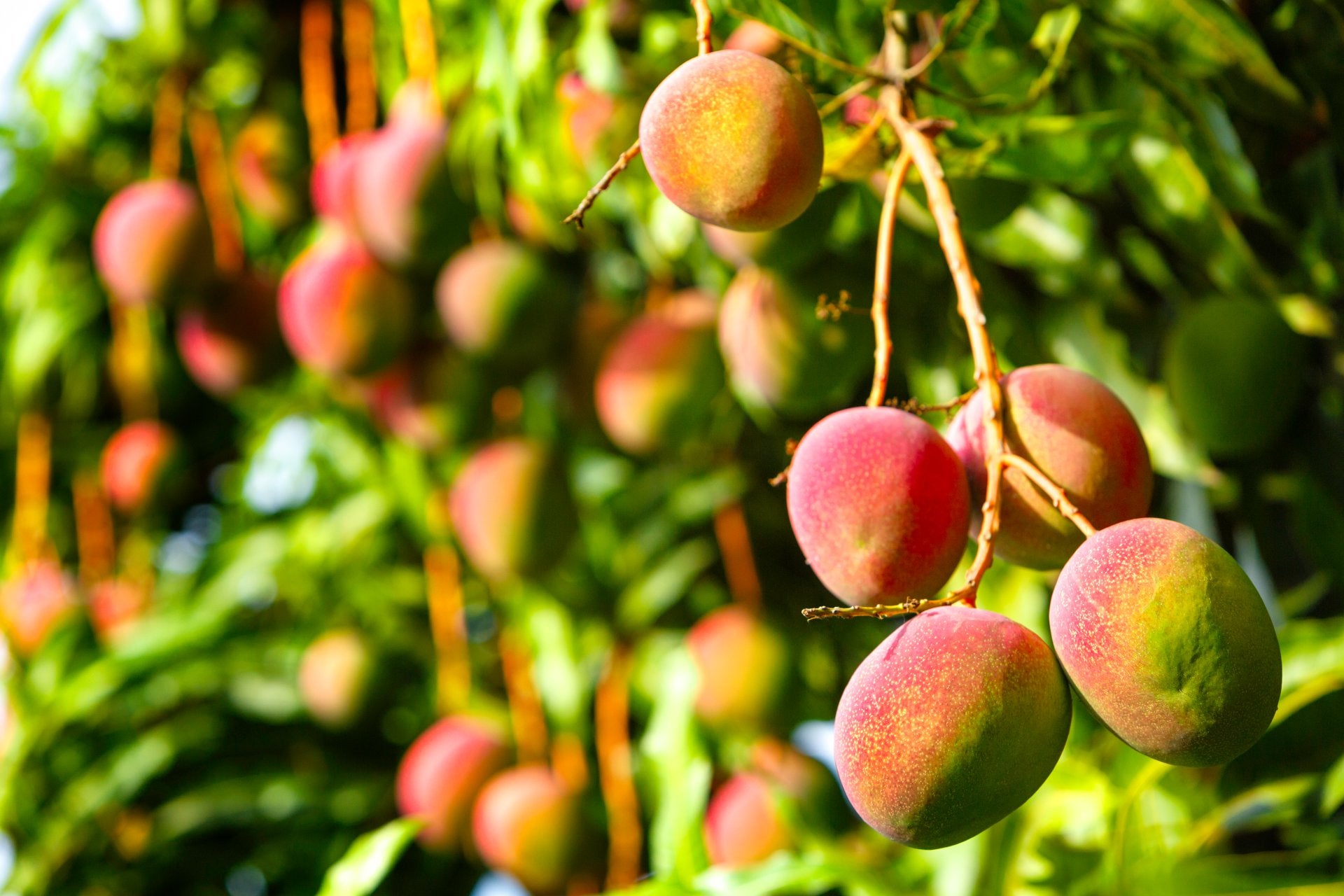 best-mango-varieties-carabao