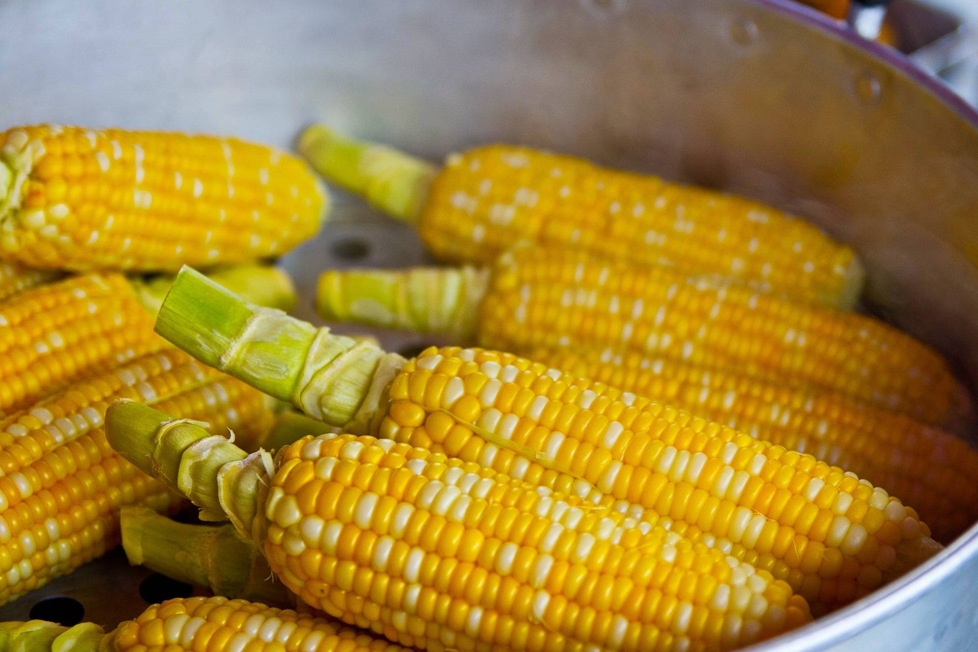 corn - pixabay