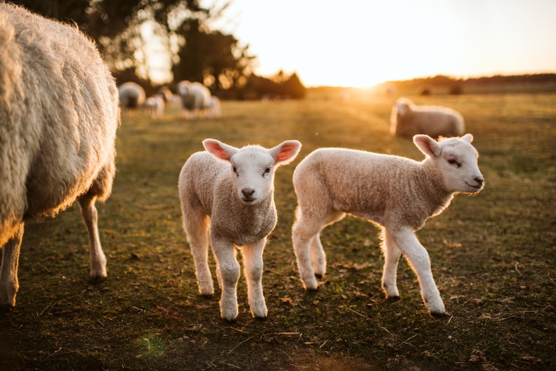 difference-lamb-mutton-what-is-lamb