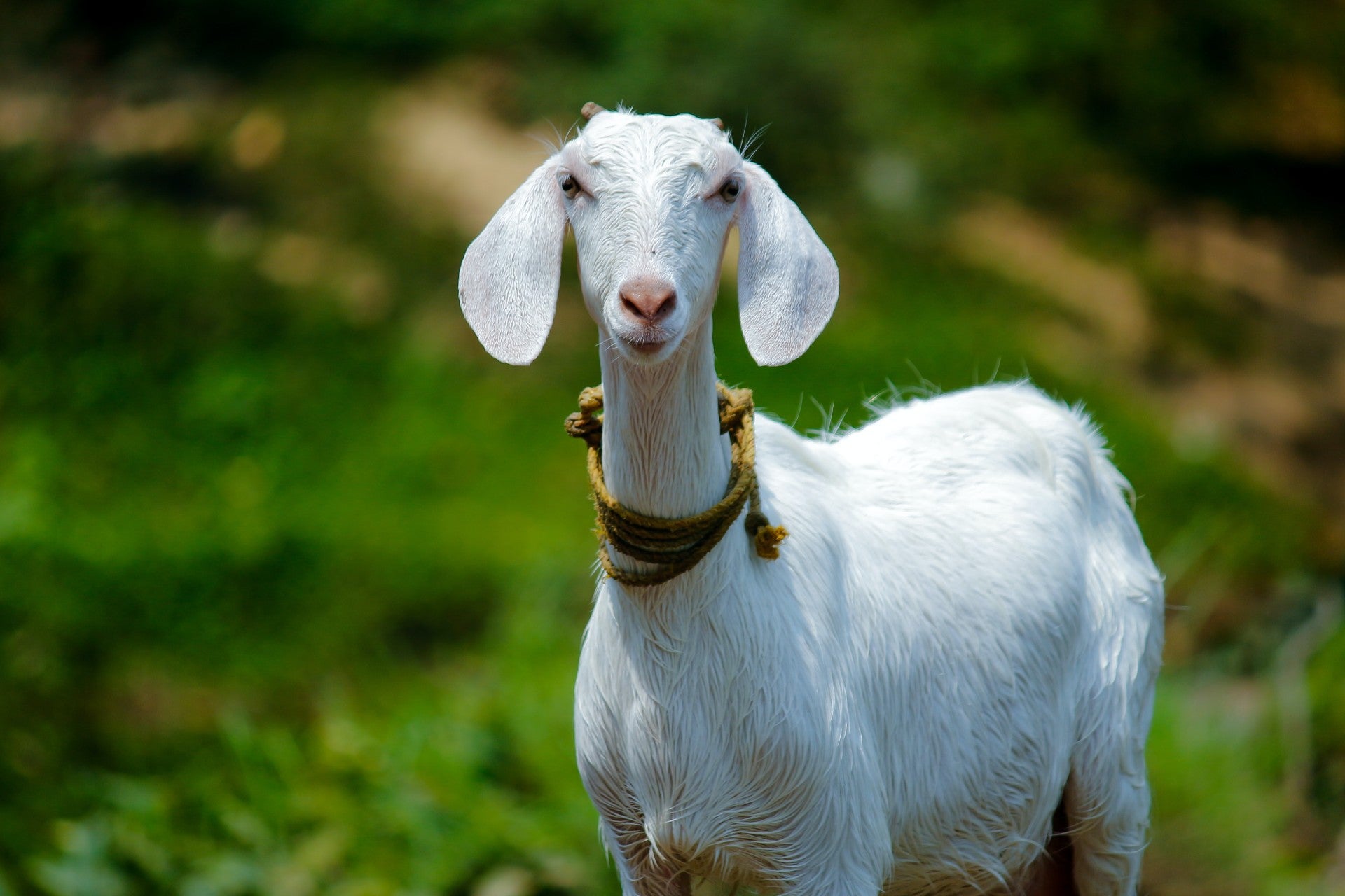 goat