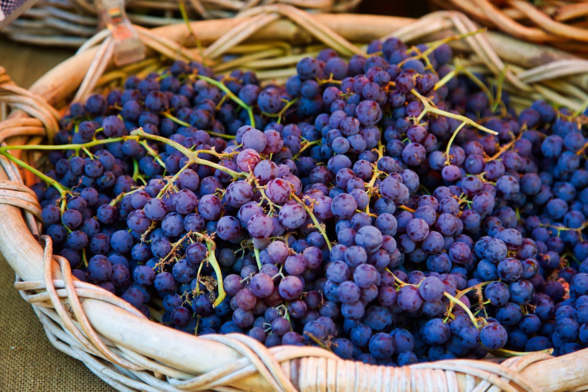grapes-varieties-glenora