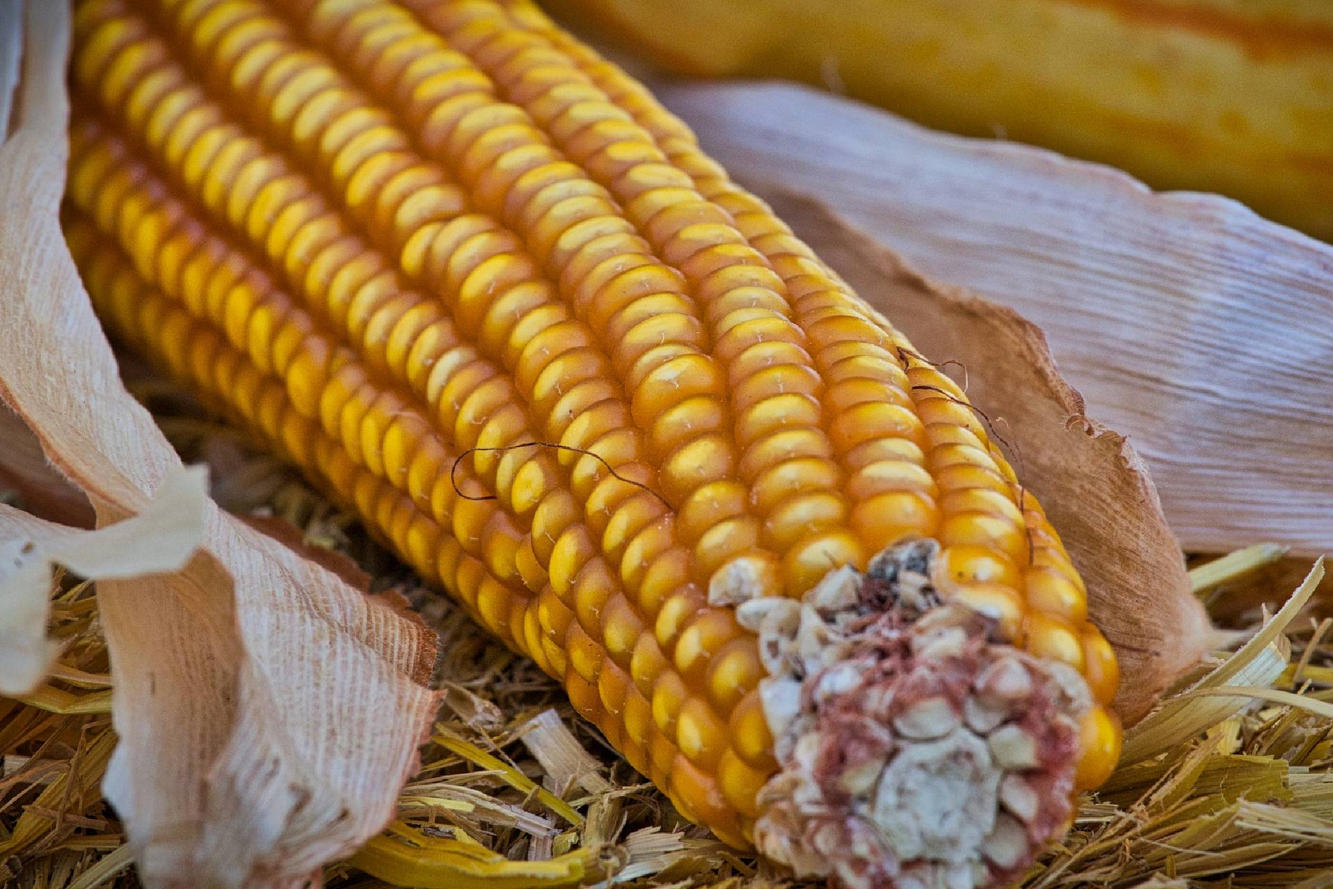 maize corn - pixabay