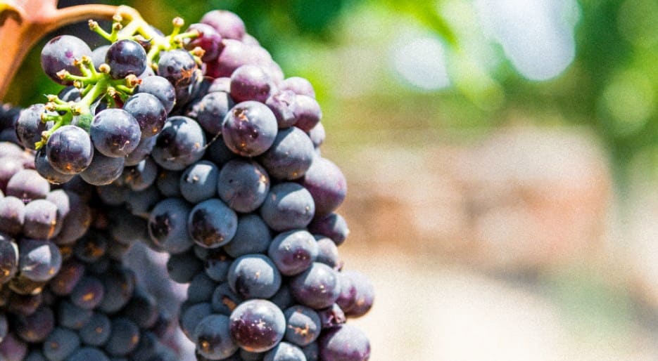 Red grapes