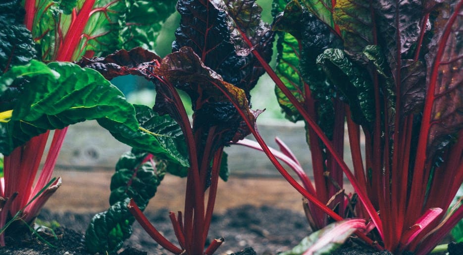 Rhubarb