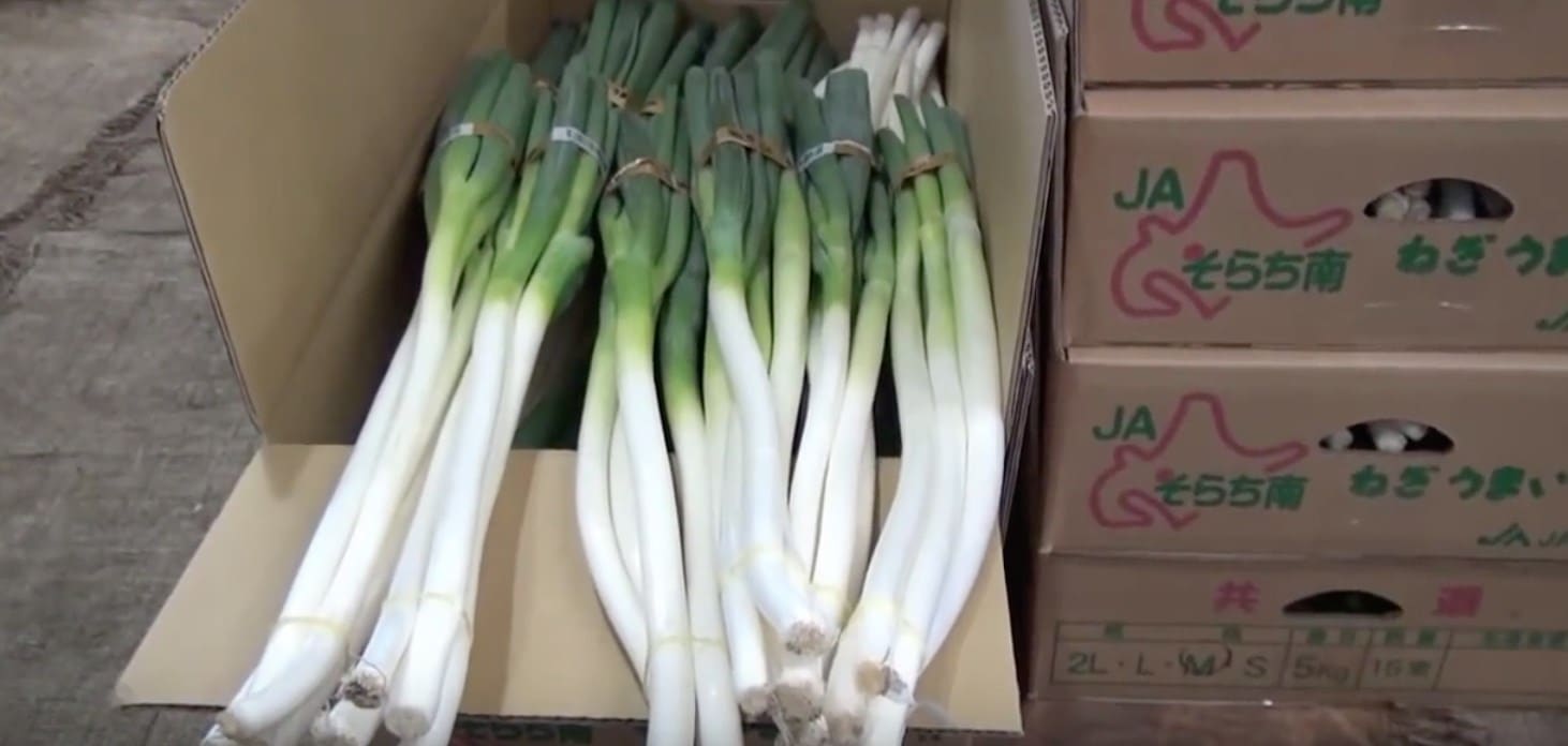 welsh-onion