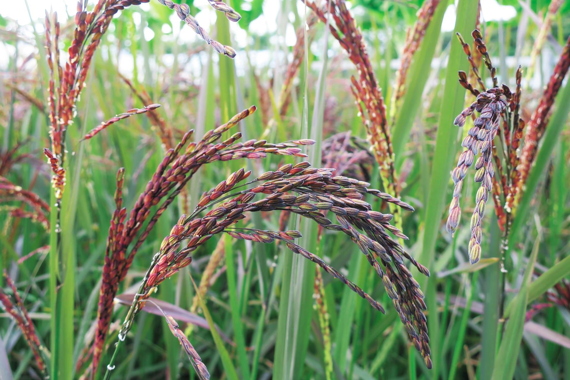 purple-rice-hisotry-and-origins