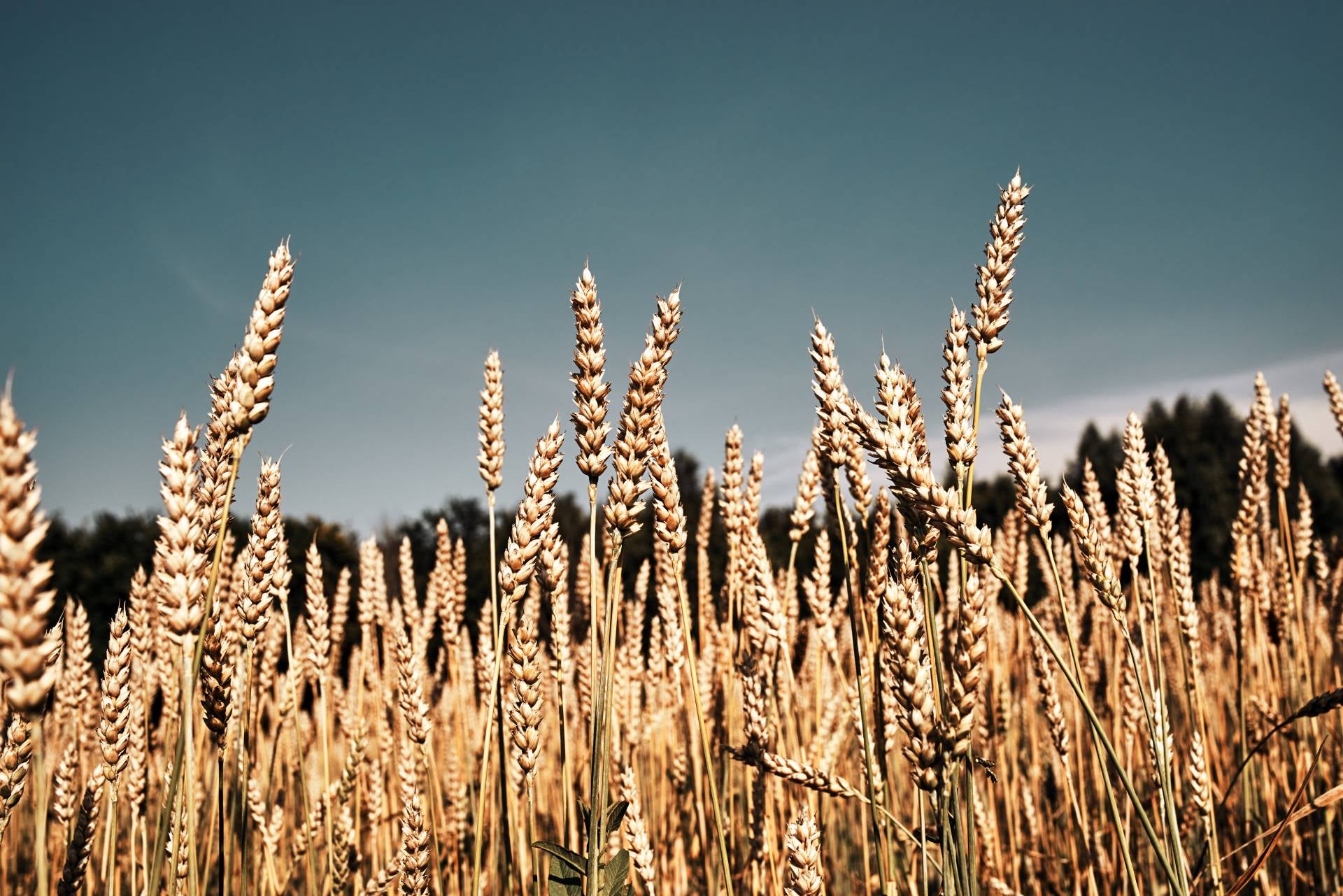 rye-flour-what-is