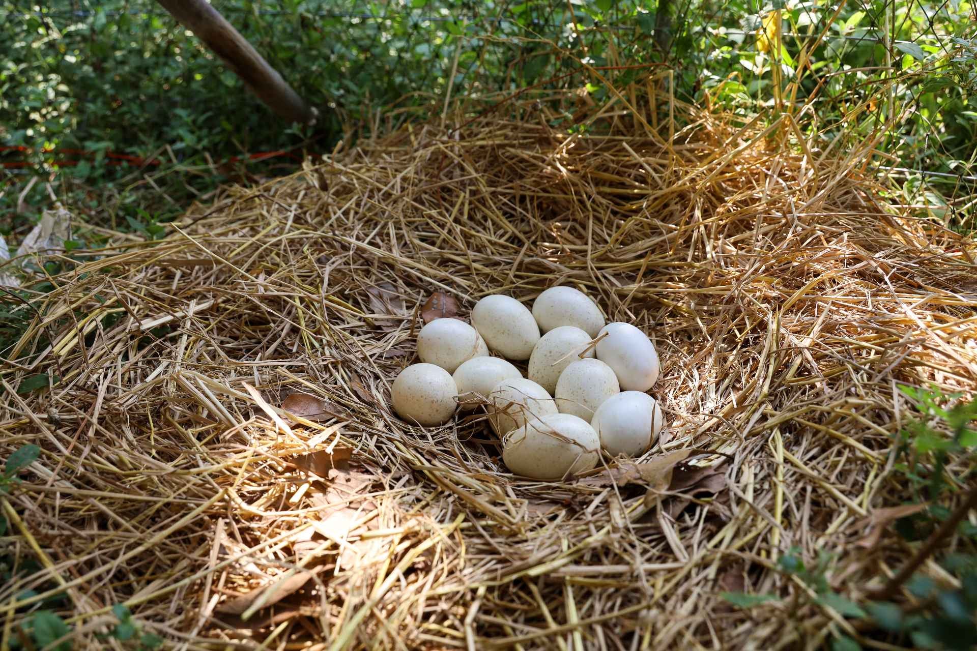 turkey-eggs-do-turkeys-lay-eggs