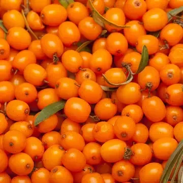 Orange sea buckthorn berries.