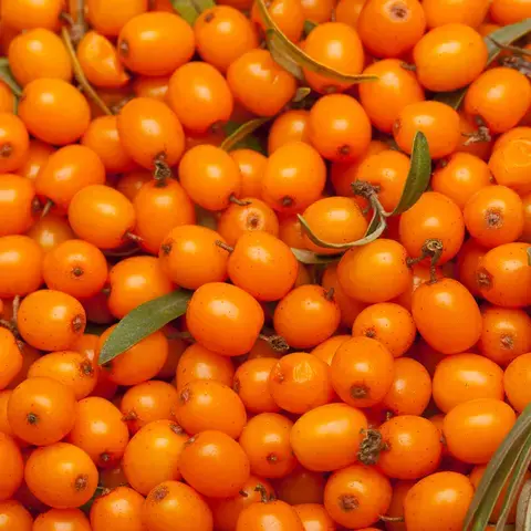Orange sea buckthorn berries.