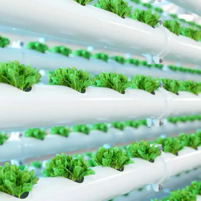 Sustainable eating