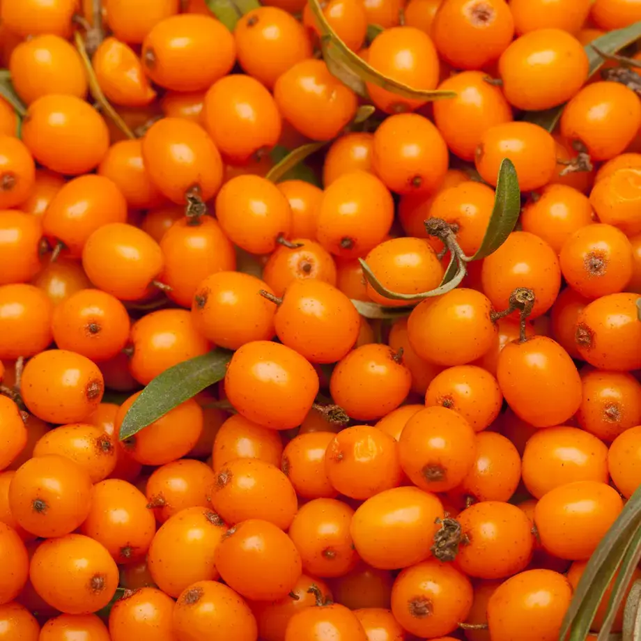 Orange sea buckthorn berries.