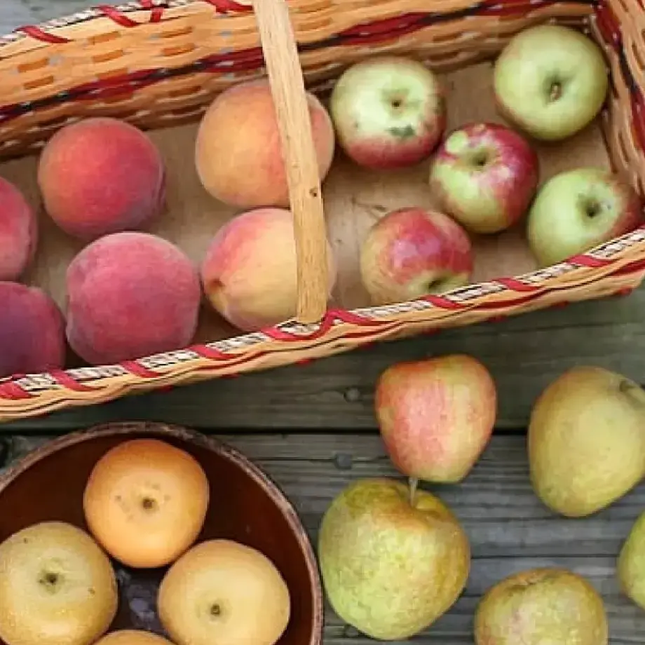 apples