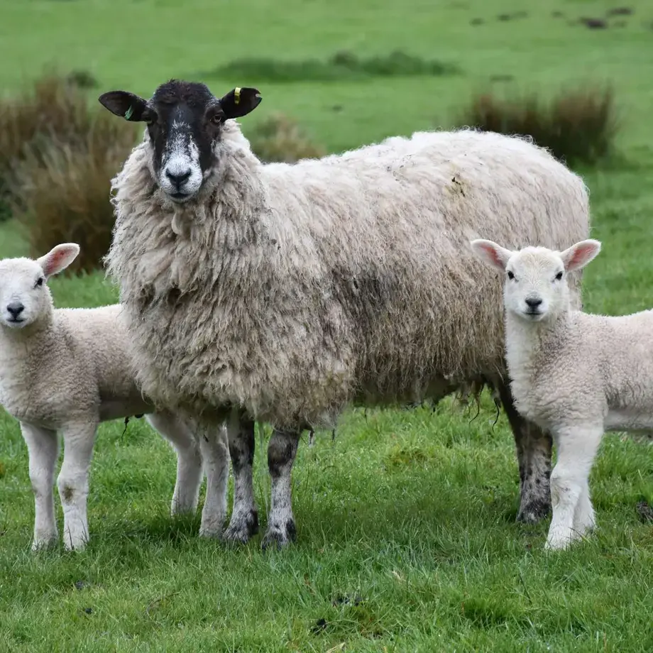 difference-lamb-mutton