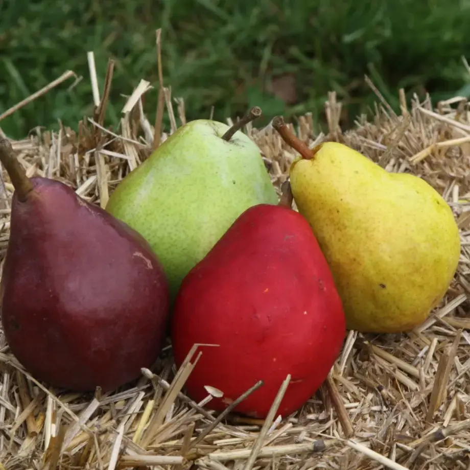 pears-varieties