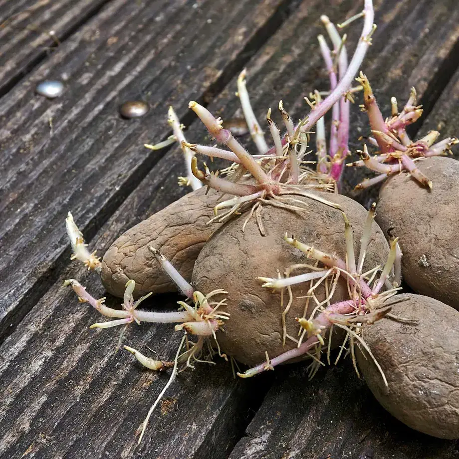store-potatoes