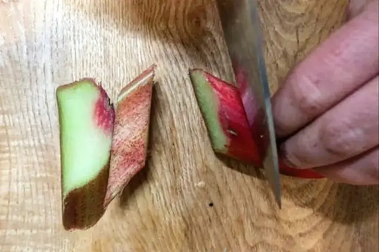 cutting rhubarb by Pippa Lovell