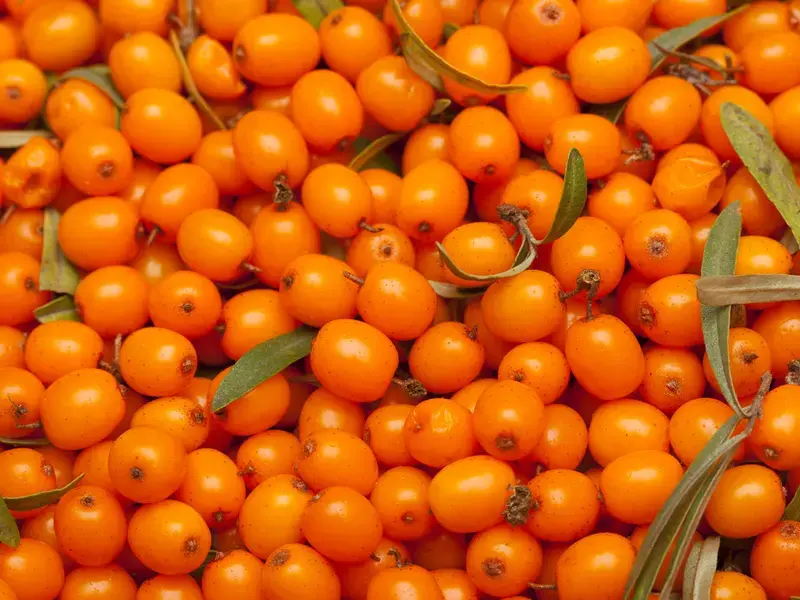 Orange sea buckthorn berries.