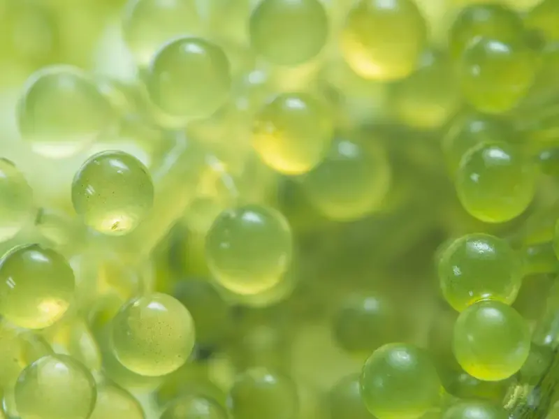 Green caviar or sea grapes