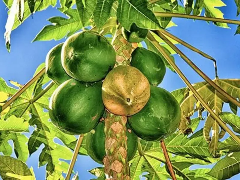 10 Fruits and Vegetables and the Unusual Ways in Which they Grow