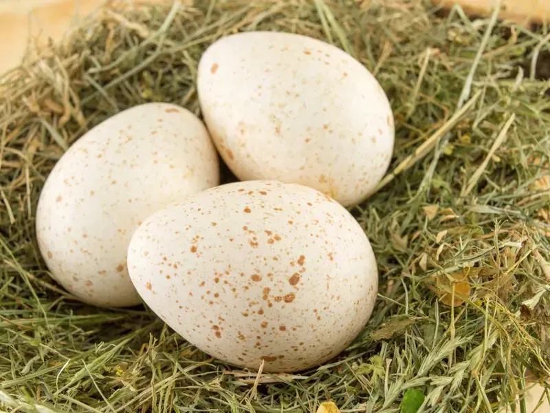 turkey-eggs