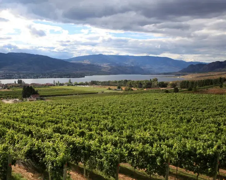 Moon Curser Vineyards, British Columbia.