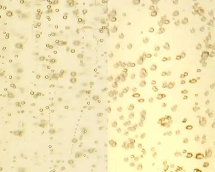 Champagne vs Prosecco