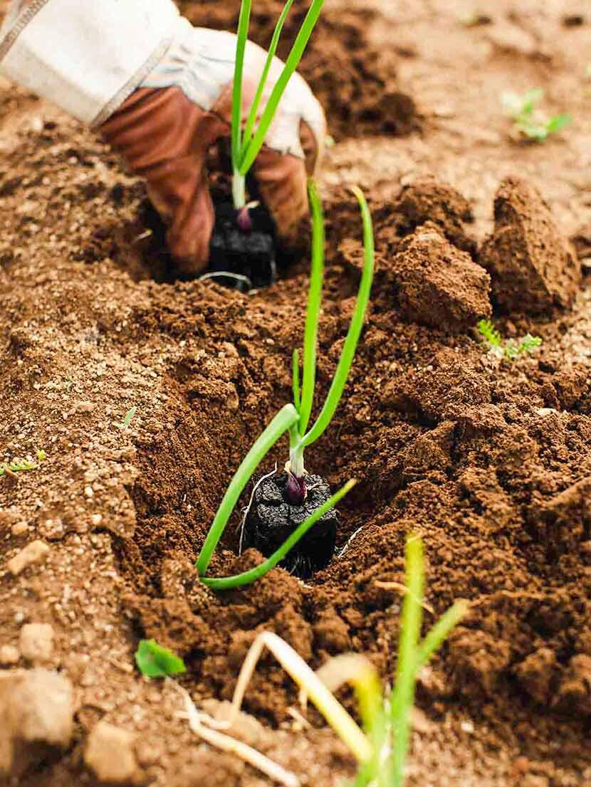 Sustainable eating
